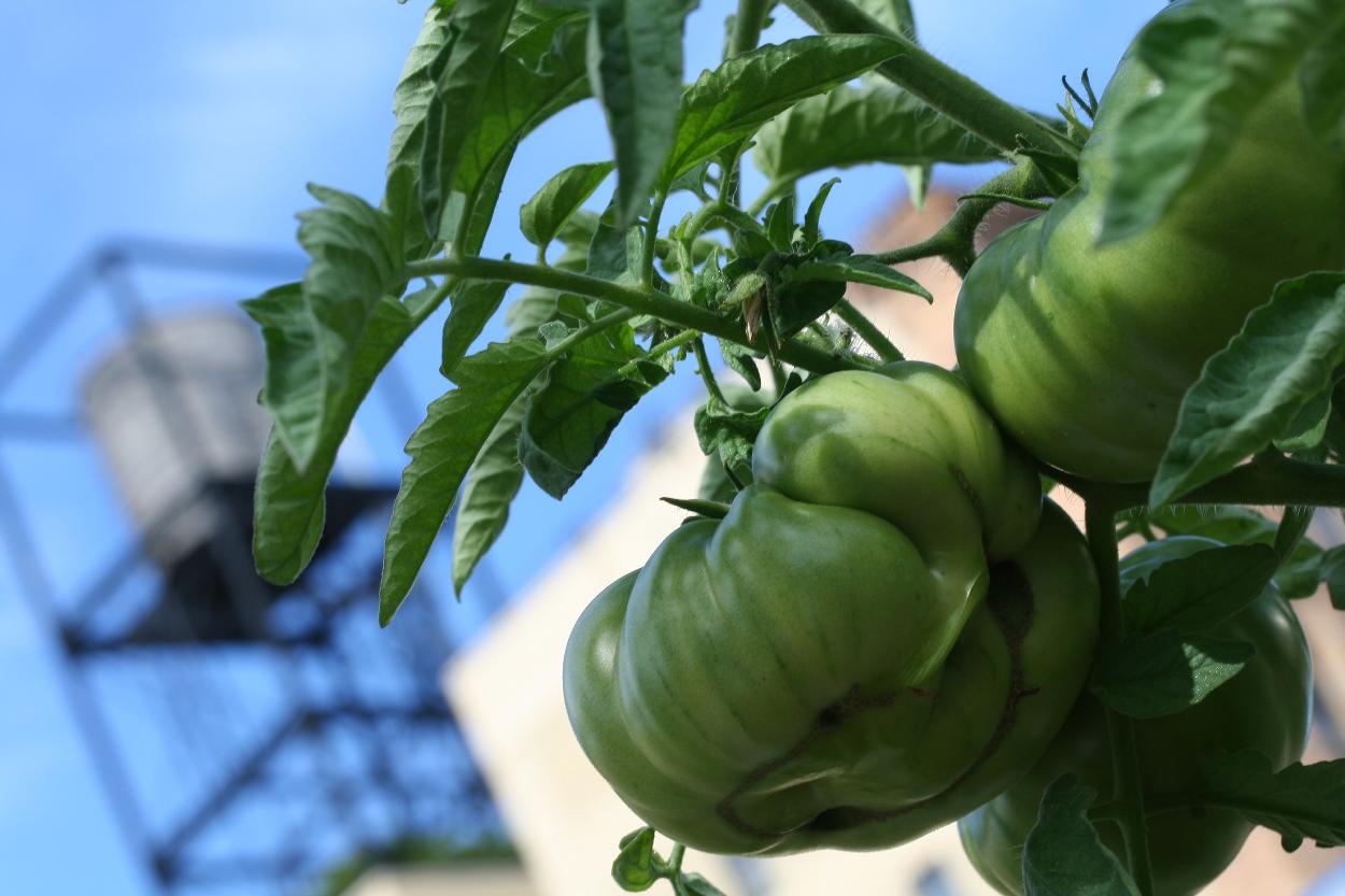 Relax and watch your skytop harvest grow.