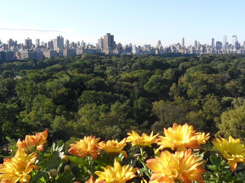 Central Park View From Terrace Facing South